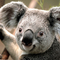 Thumb koala