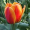 Thumb tulipe darwin hybride apeldoorn s elite 57035 1